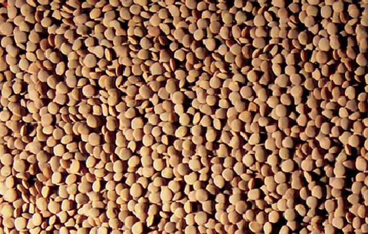 LENTILS