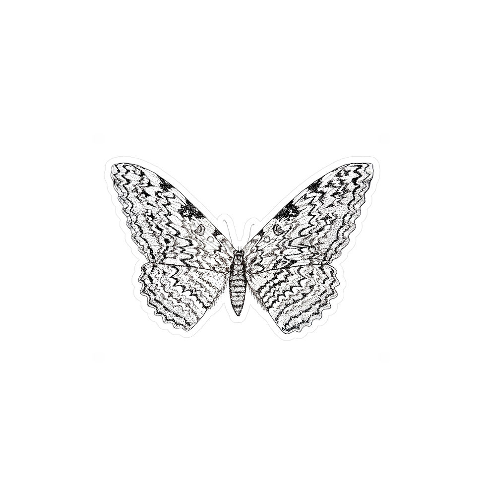 Thumbnail: "Thysania agrippina" Stippled Ink Drawing Vinyl Decals/Stickers