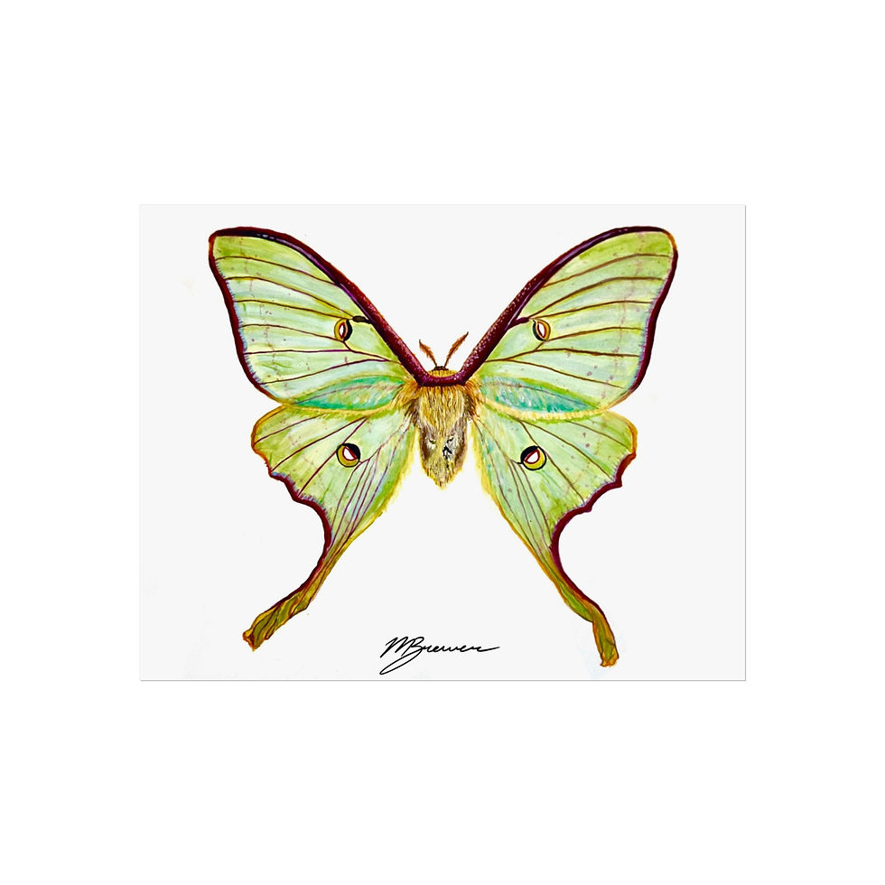 Thumbnail: "Acticas luna" Watercolor Painting Print