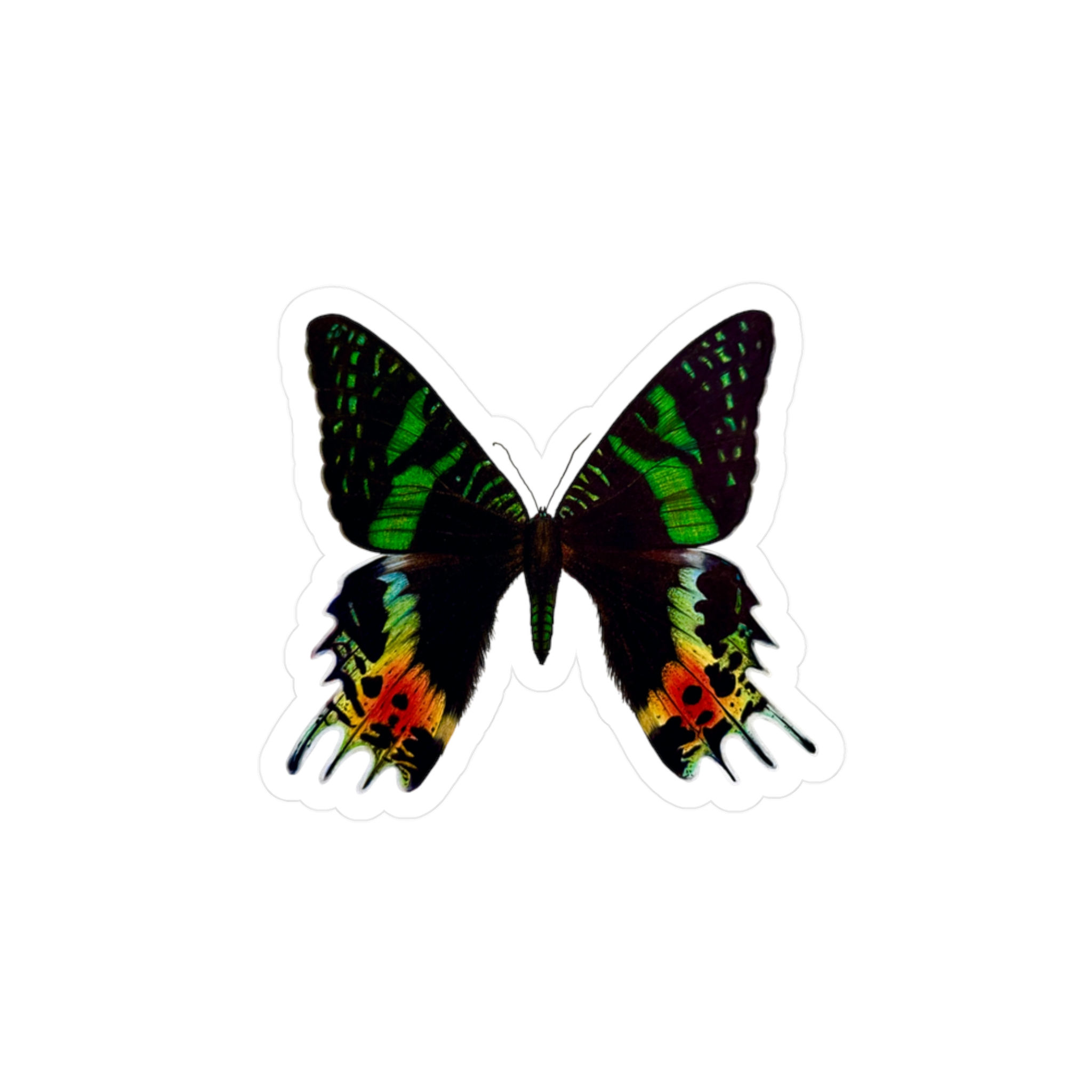 "Chrysiridia rhipheus" Colored Pencil Drawing Vinyl Decals/Stickers