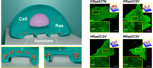 Ras_Nanobar