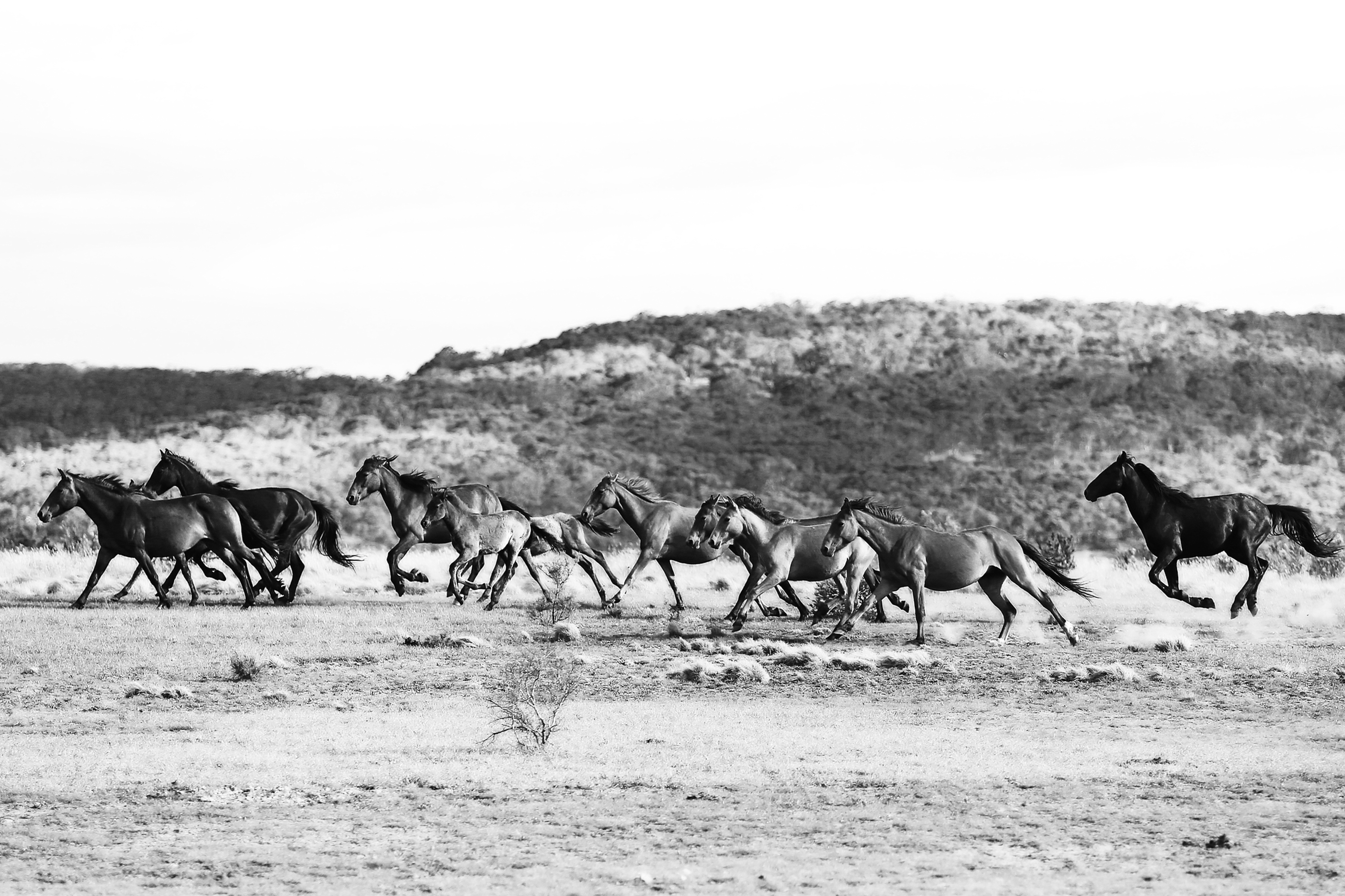 Brumby Run