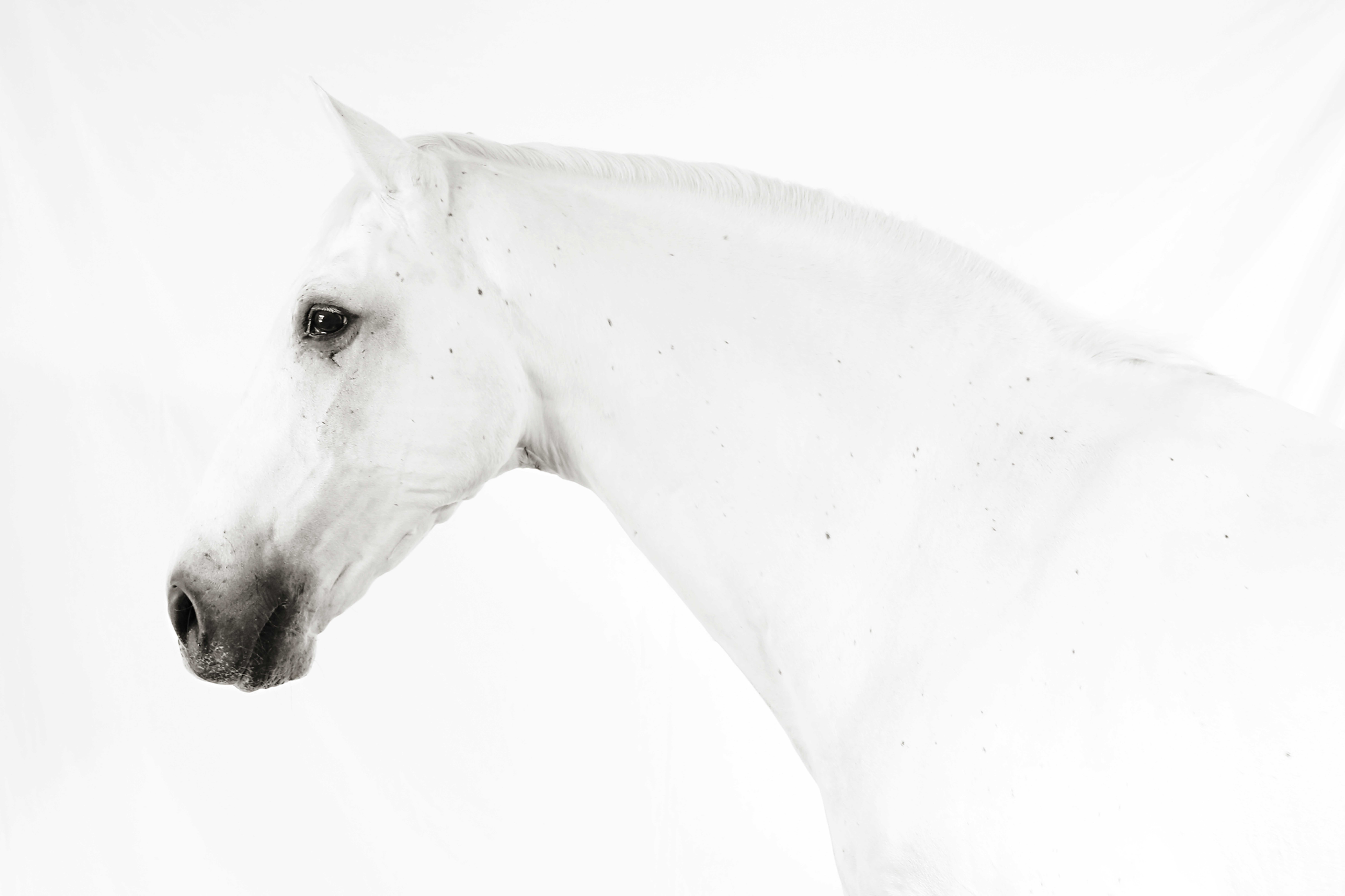 Baroque WHITE 3