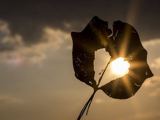Strigătul inimii pentru libertate.