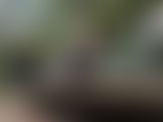 "El árbol de la palabra"