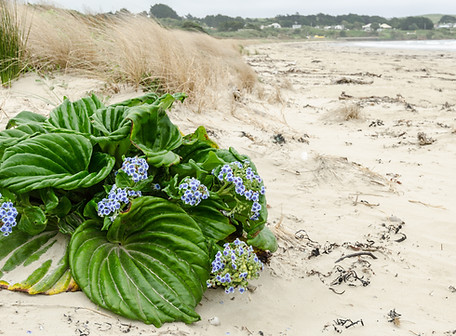 Chatham Islands forget-me-not.jpeg