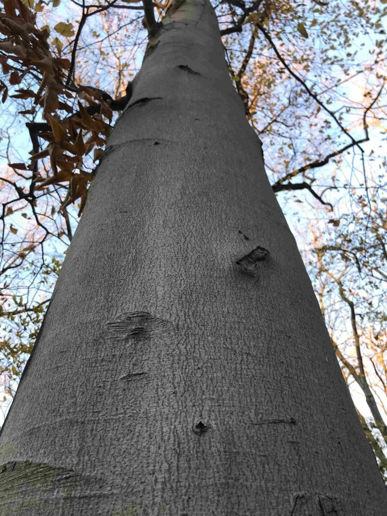 View of large tree trunk