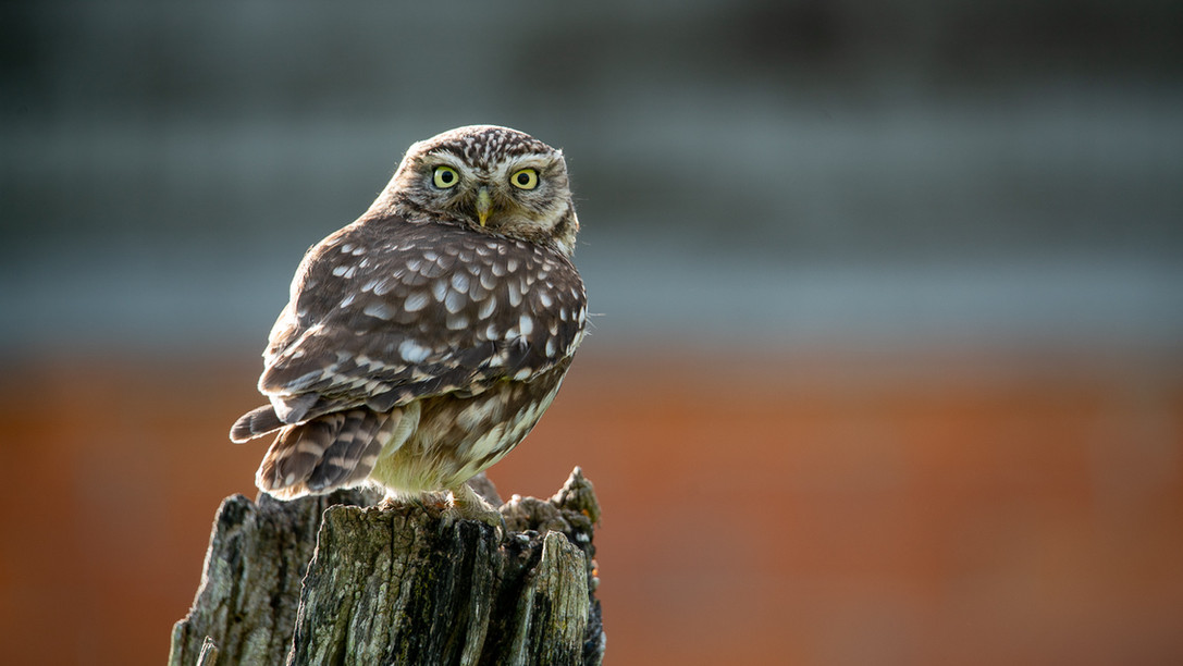 Little Owl Hide Currently Closed ProHides little-owl-hide-currently-closed-prohides