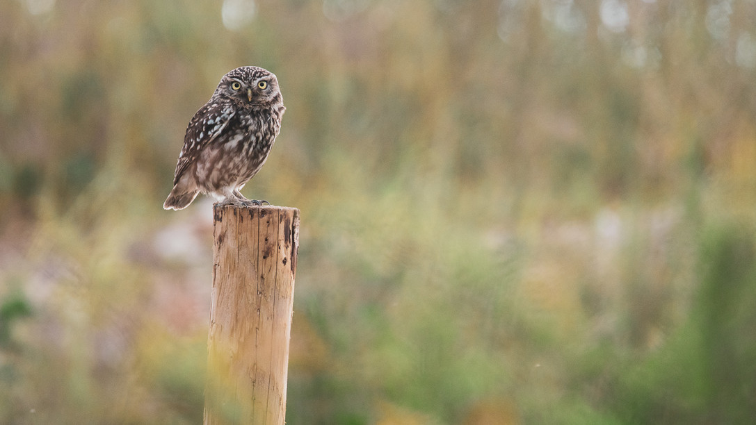 Little Owl Hide Currently Closed ProHides little-owl-hide-currently-closed-prohides