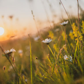 Useful Guides and Resources