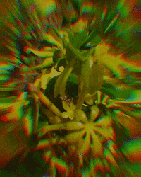 200w.GIF