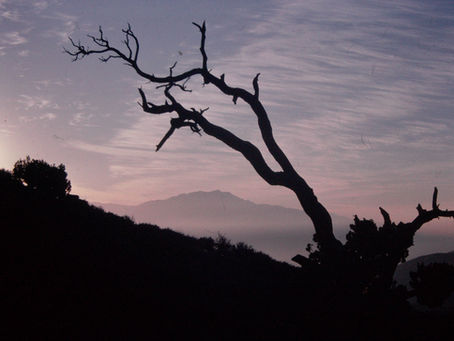 A dead tree silhouetted against the sky