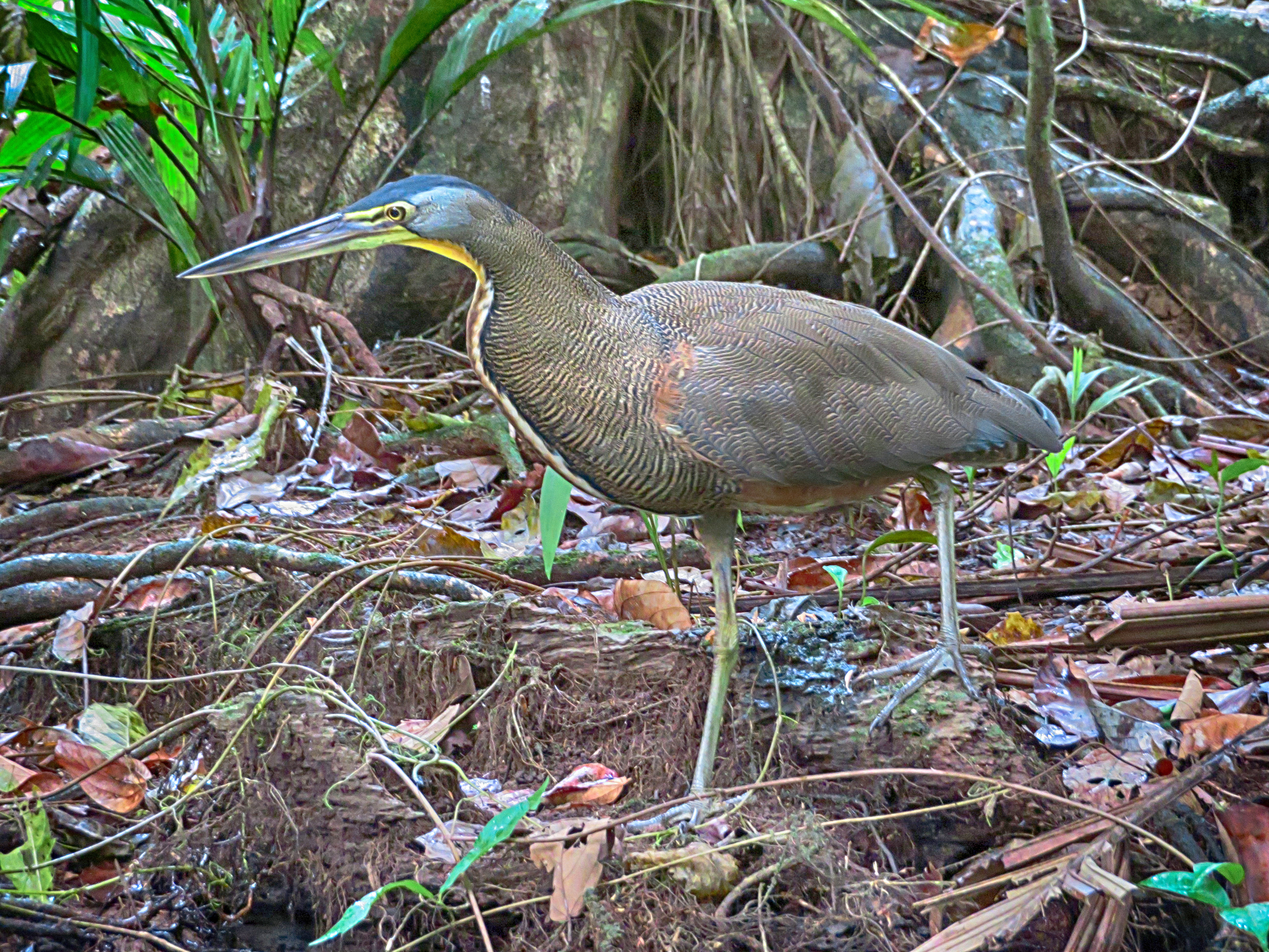 Tiger Heron