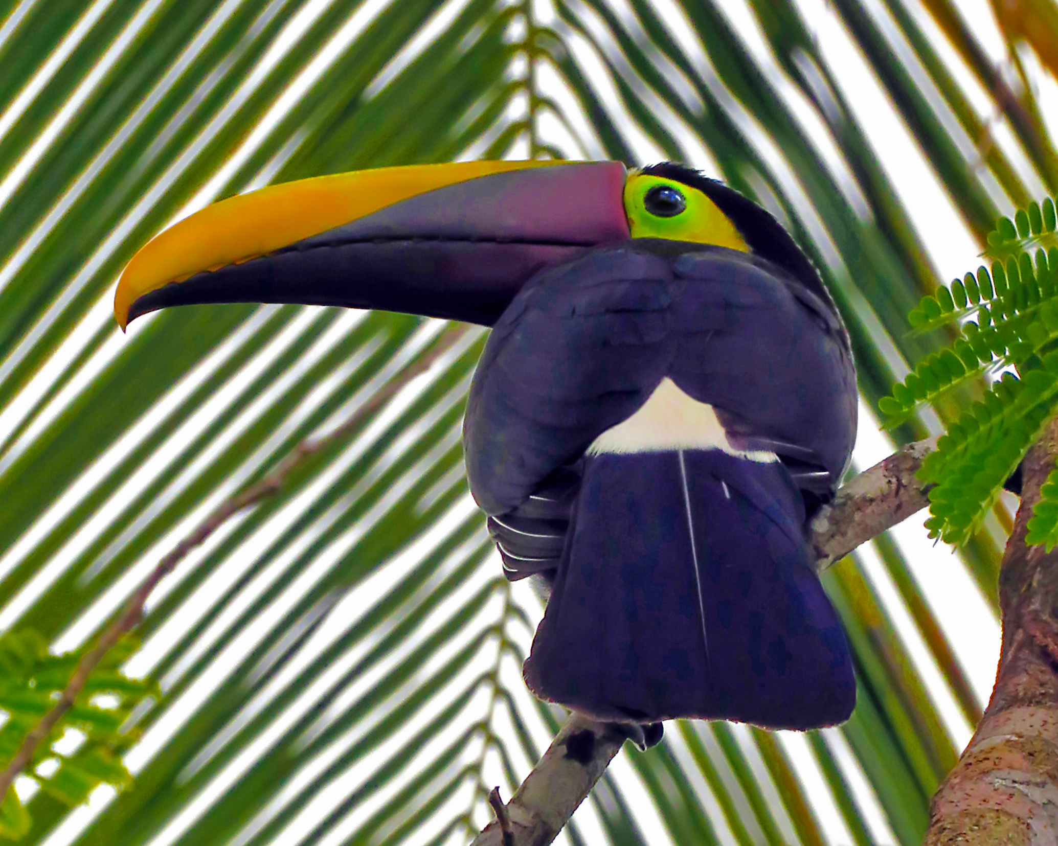 Black-mandibiled Toucan