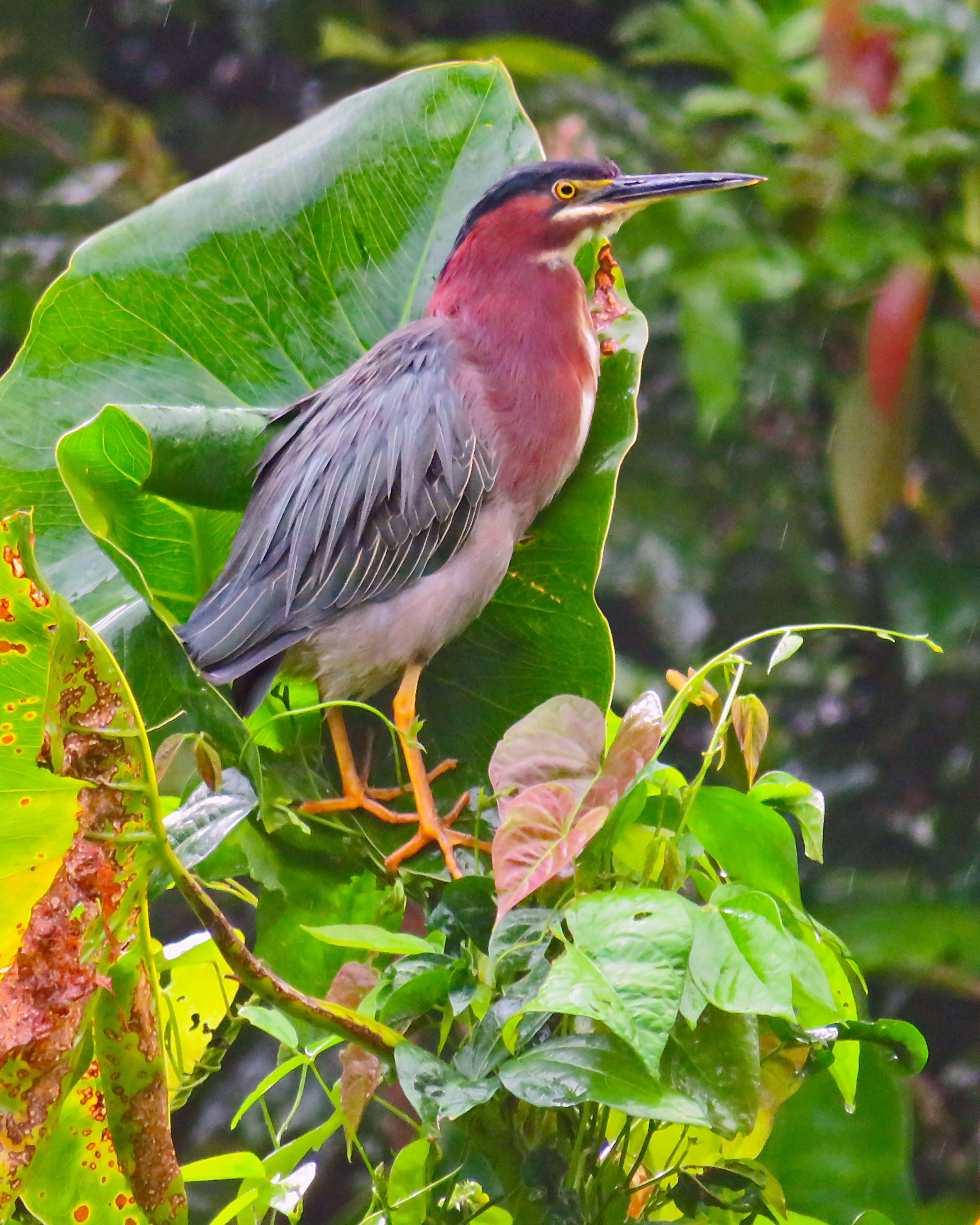 Green Heron
