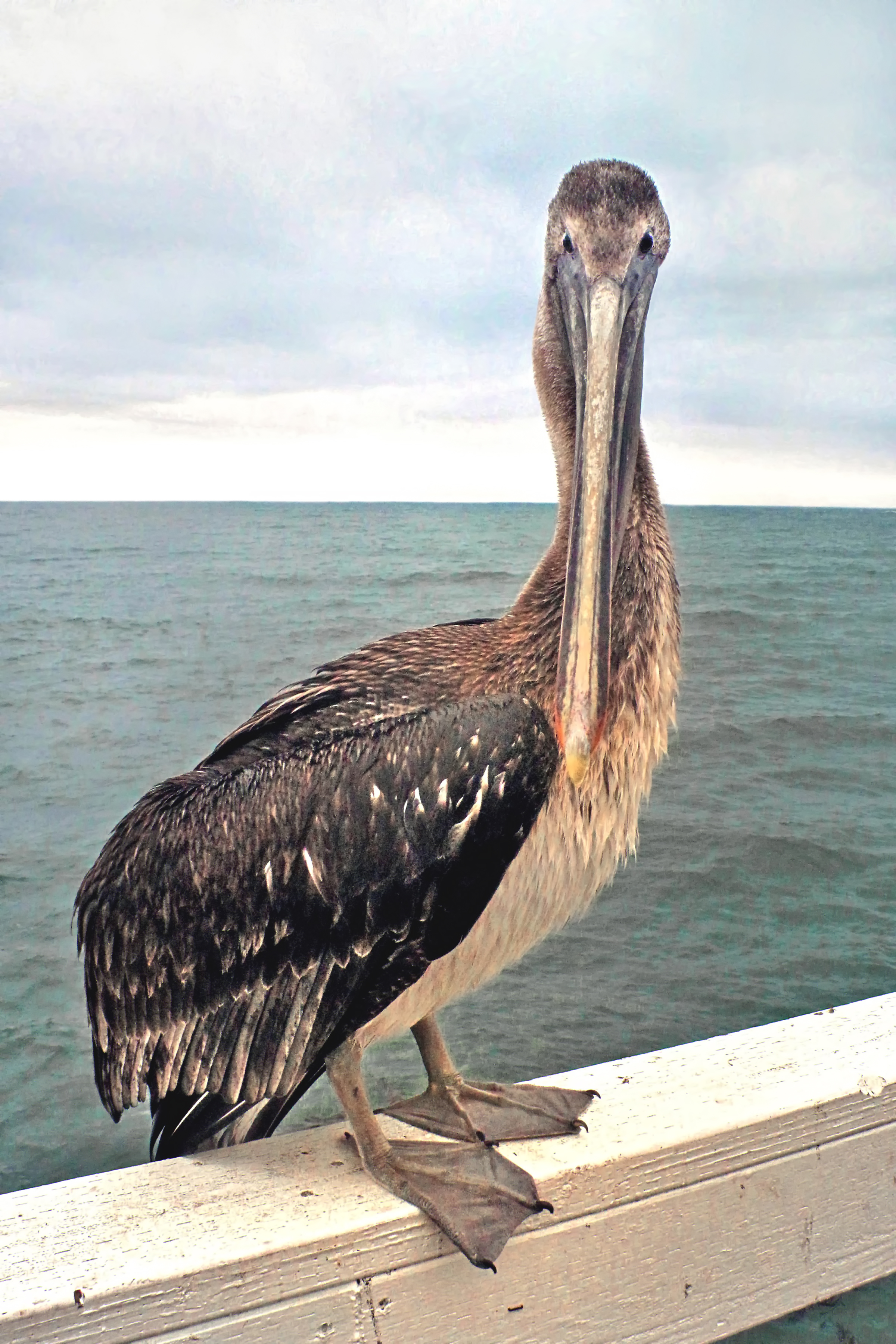 Larry, the Brown Pelican