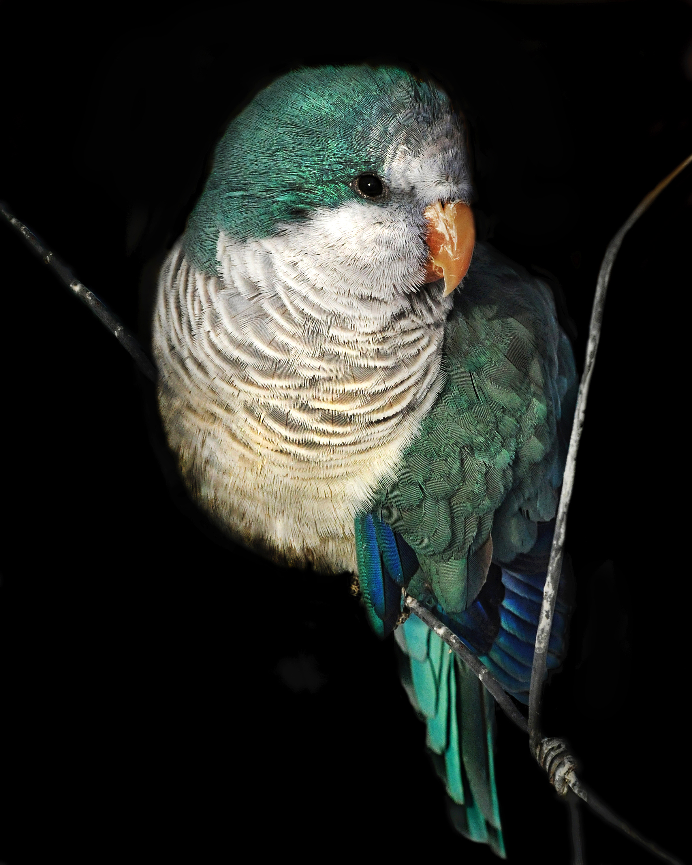 Quaker Parrot