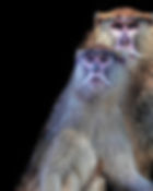 DSC00102 a copy-1-Edit2.jpeg