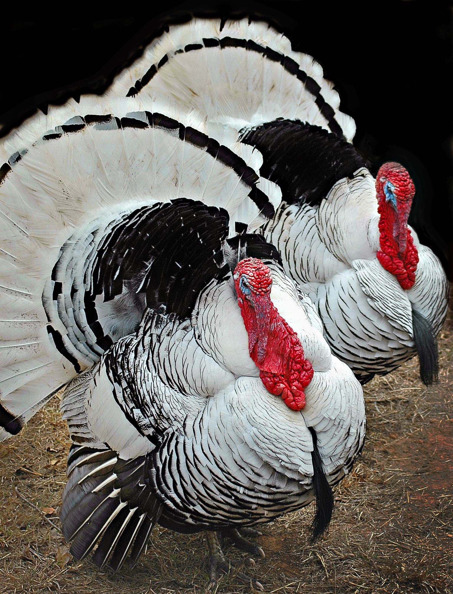Twin Turkeys