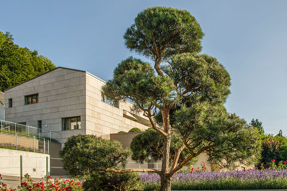 Begrünung eines Mehrfamilienhauses mit formgeschnittener Kiefer, blühenden Beeten und moderner Architektur.