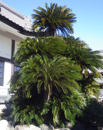 天然記念物クラスの巨大な蘇鉄(雌株) | カサブランカ・藤枝