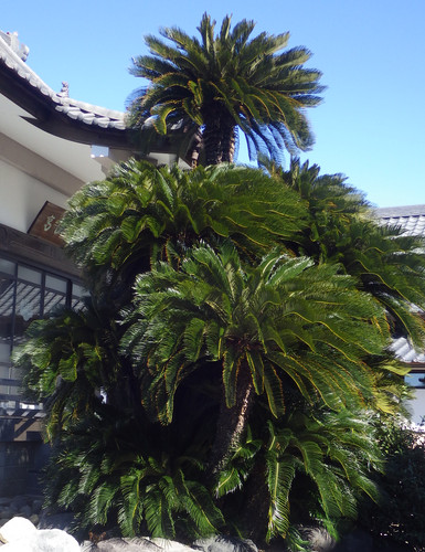 天然記念物クラスの巨大な蘇鉄(雌株) | カサブランカ・藤枝