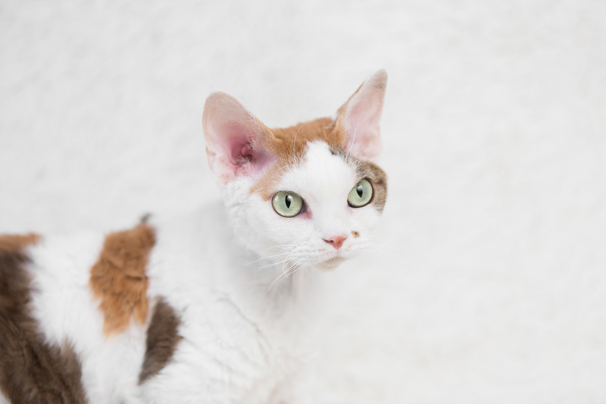 Pettipas Cattery Devon Rex Cats Kittens Colors Patterns