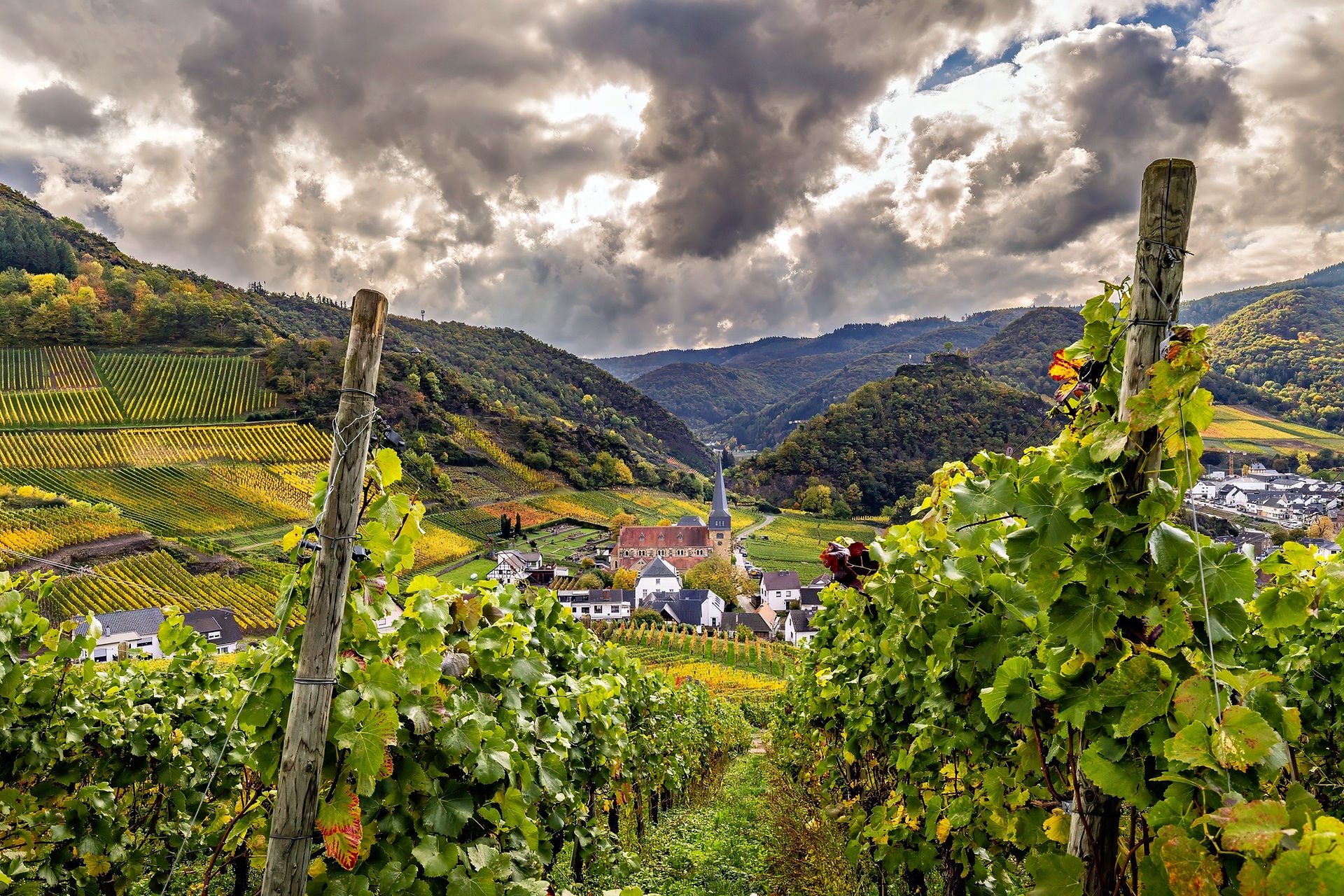 Weinrebe am Stock zur Reifung zum Eiswein
