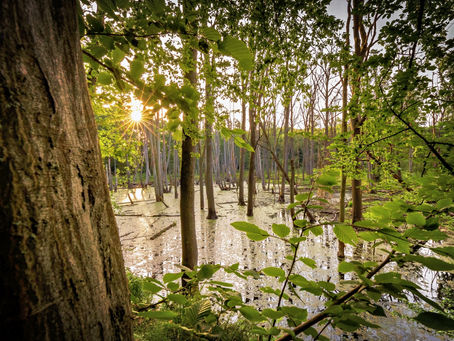 Scheinbar abgestorbene Bäume stehen in einem Weiher