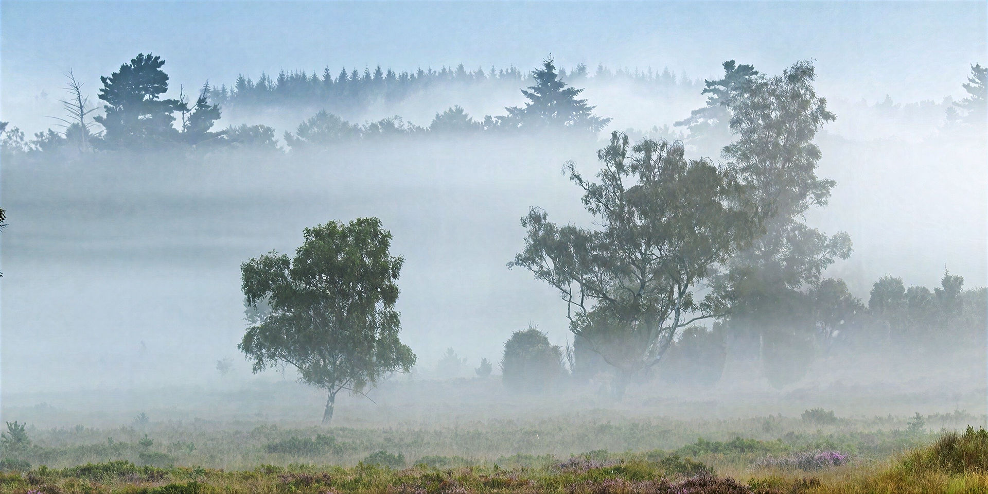 Birken und weitere Bäume in dichtem Morgennebel über der Heide im Schwalmbruch.
