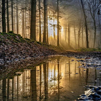 Sonnenlicht fällt durch einen dunklen Wald und spiegelt sich in einem flachen Bach zwischen Steinen.