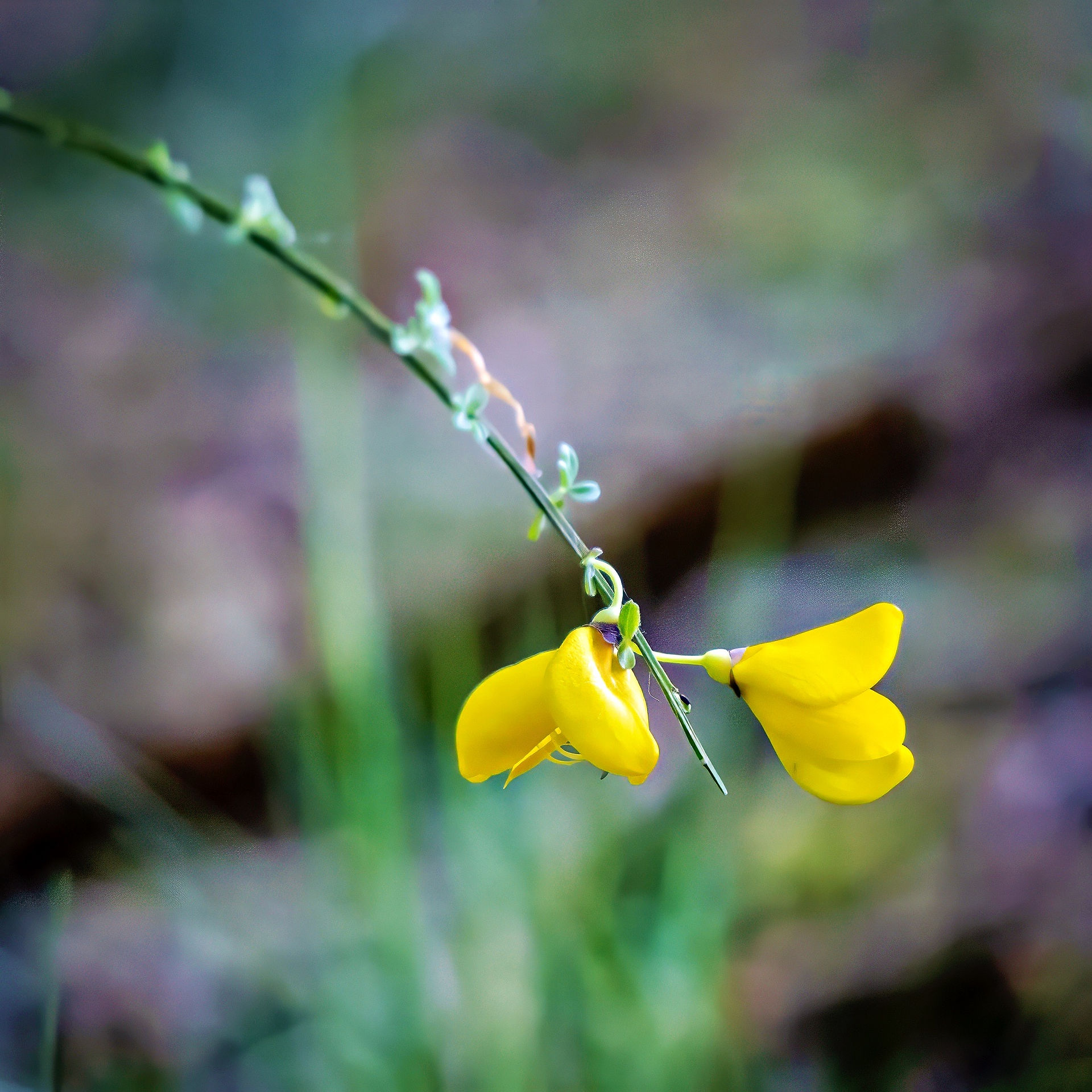 Nahaufnahme der Ginsterblüte