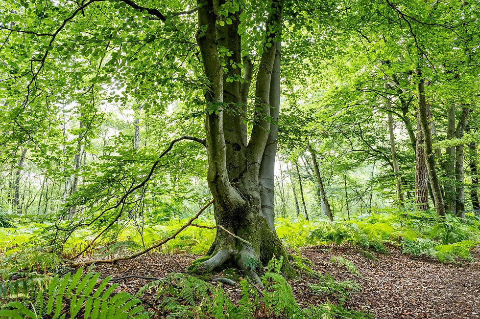 Old beech tree with multiple trunks standing among green ferns in a dense, sunlit forest.