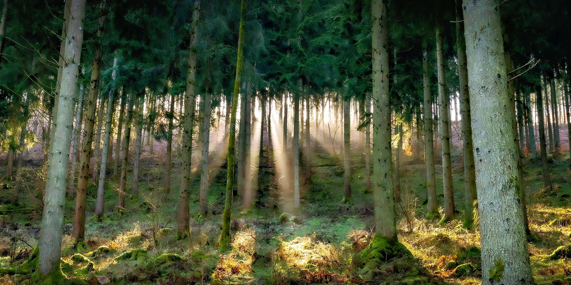 Sunbeams shining through straight conifer trunks in the Hellenthal forest, illuminating mossy ground