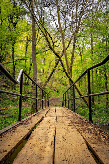 Metal-railed footbridge seen in central perspective, leading into dense spring woodland in the Ehrbachklamm, with crossing tree trunks visible above