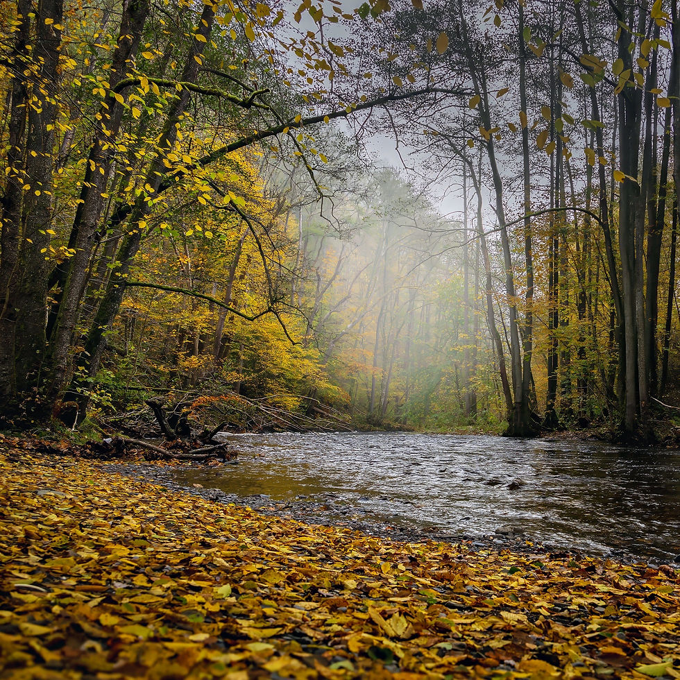 Blick über den Fluss Rur in der Eifel im Herbst. Bunte Blätter am Boden, zwischen den Bäumen hängt Nebel.