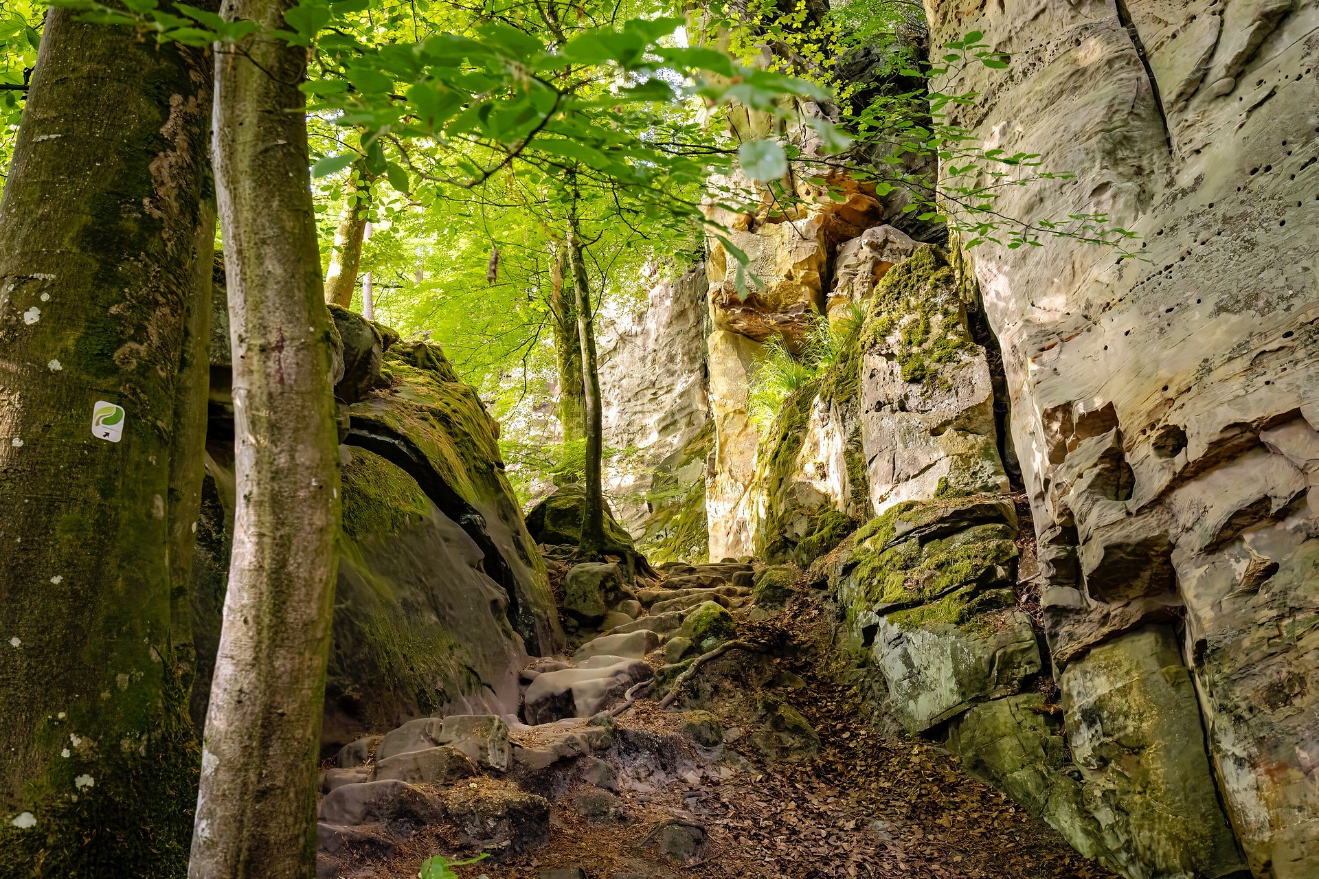 Fels und Wald - was für eine großartige Natur!