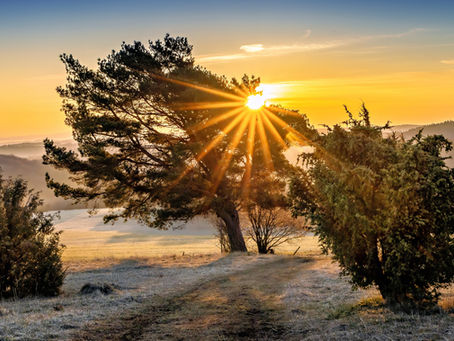 Golden sunrise shining through a lone pine tree on a frosty hill in the Eifel region, with soft morning mist drifting over the distant forested hills.