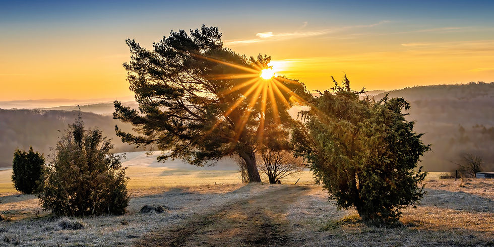 Golden sunrise shining through a lone pine tree on a frosty hill in the Eifel region, with soft morning mist drifting over the distant forested hills.