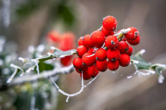 Leuchtend rote Beeren mit feinem Raureif an einem Zweig vor unscharfem Waldhintergrund.