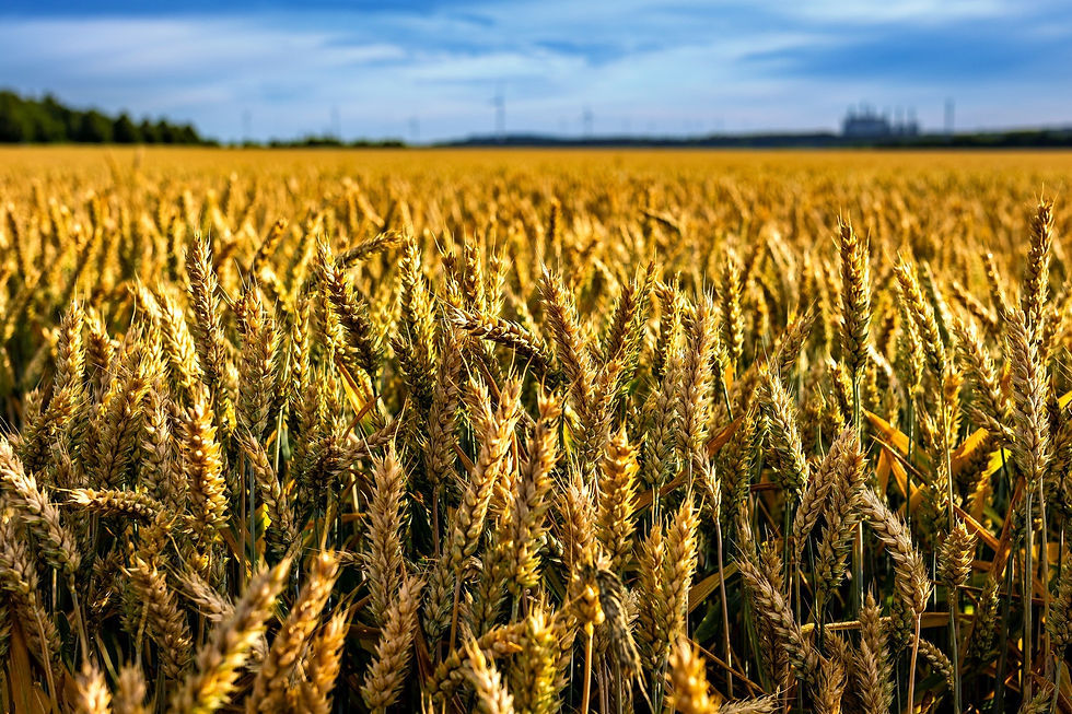 Ein Feld von reifem Weizen in der goldenen Moregsonne