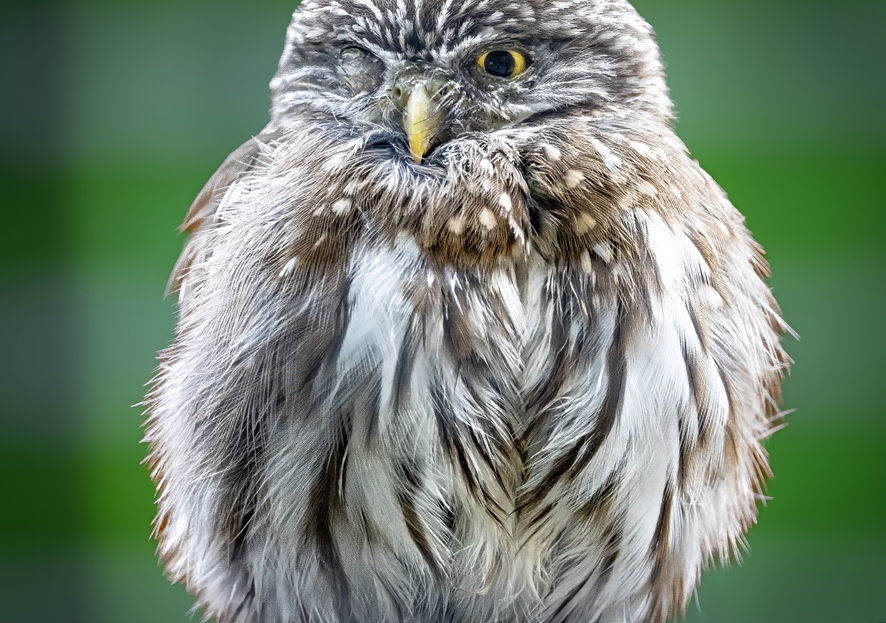 Ein Sperlingskauz, der mit einem geöffneten Auge in die Kamera blickt.