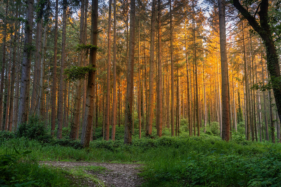 In the forest: only forest. Golden light above a vanished stronghold