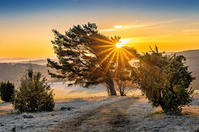Sonnenstern zwischen Bäumen am Kalvarienberg an einem frostigen Morgen.