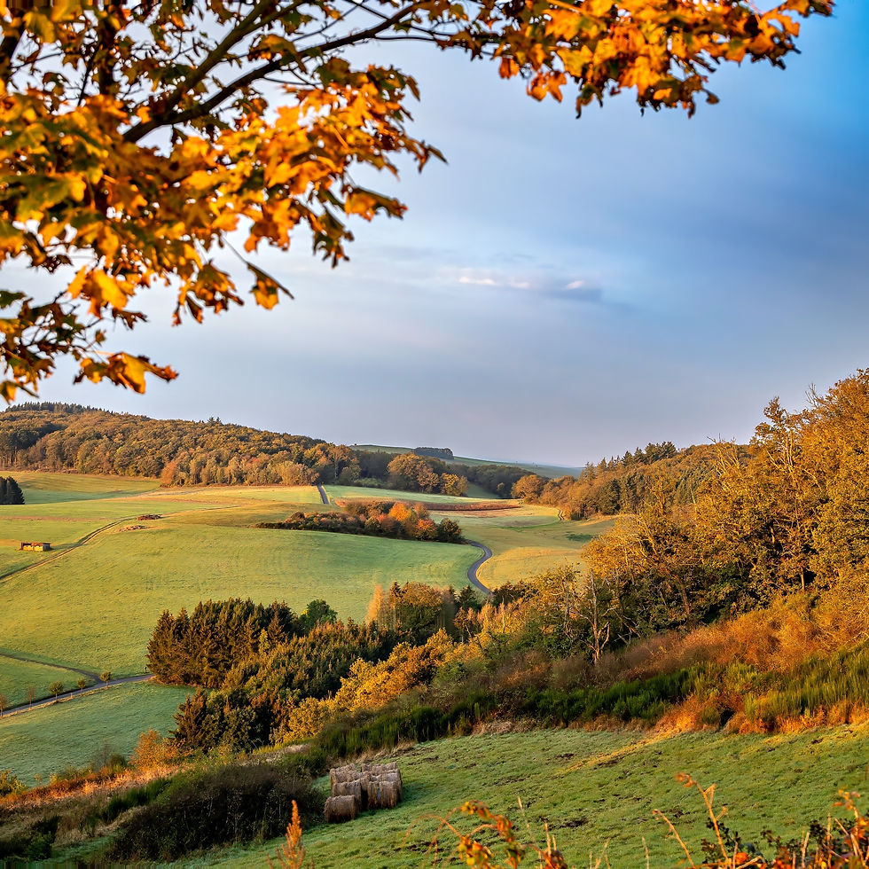 Herbsfarben in der Natur nahe der Burg Ohlbrück