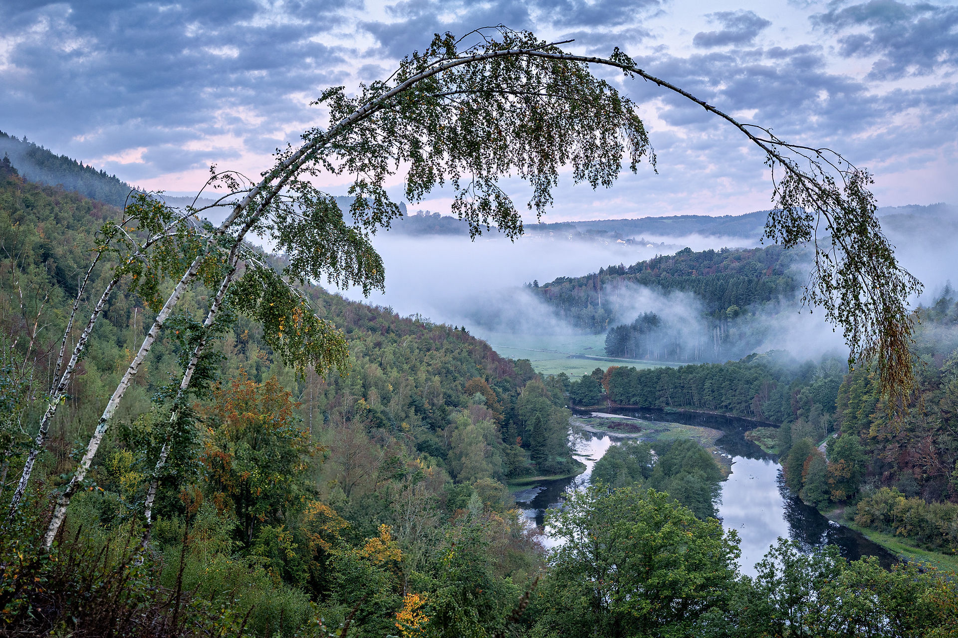 Blick durch überhängende Birkenzweige auf das bewaldete Erkensruhrtal. Zwischen den Hügeln liegen Nebelschwaden, darunter ist ein Teil des Obersees zu erkennen.