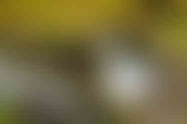 Small cascade on the Ehrbach between moss-covered boulders, with flowing water, fern fronds in the foreground, and fresh spring green in the background