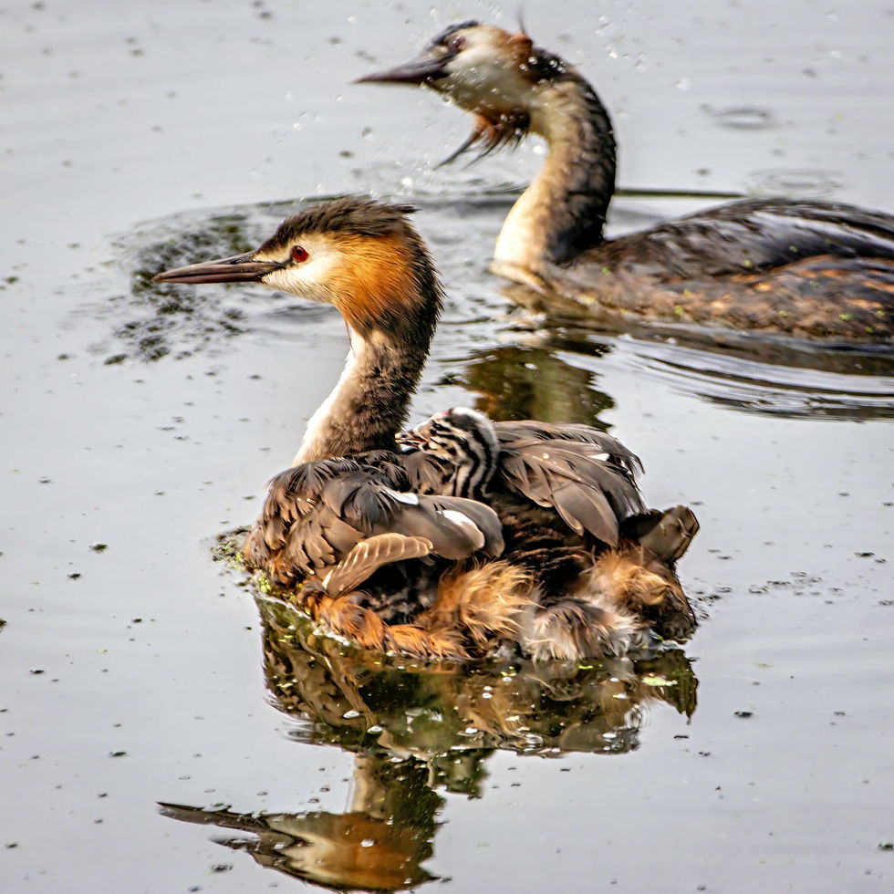 A great crested grebe swims with a striped chick riding on its back, while a second grebe splashes in the background.