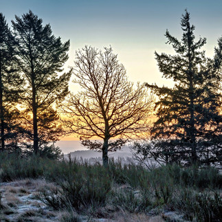 Bäume auf dem Steinerberg im Morgenlicht, frostiges Gras im Vordergrund, erste warme Farben am Horiz