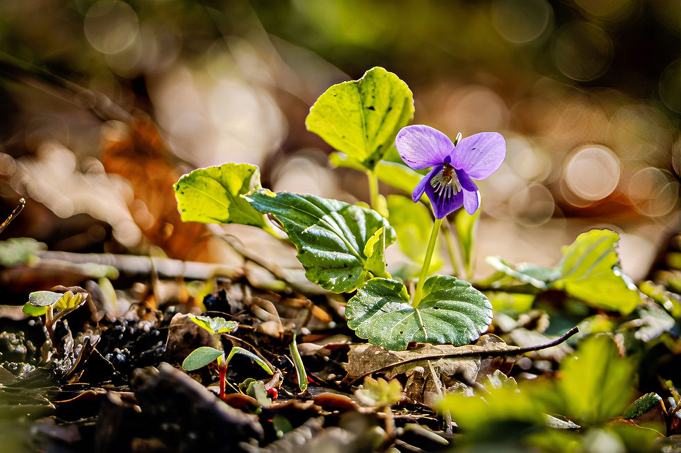 Ein zartes Veilchen blüht auf dem Waldboden. Es wird Frühling!